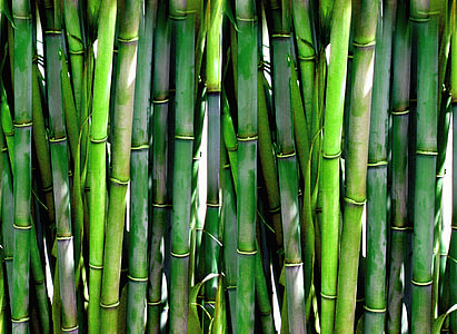 bamboos during daytime thumbnail