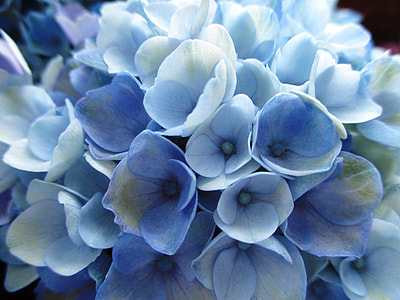 white flower thumbnail