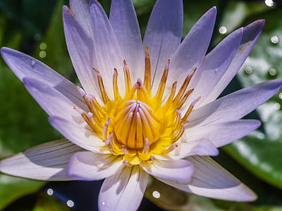 Close-up Photography Of Purple Petaled Flower thumbnail