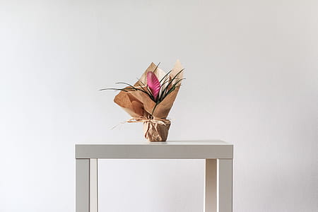 pink quill bromeliad centerpiece on square white metal table thumbnail