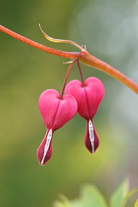 close-up photography of pink petaled flowers thumbnail