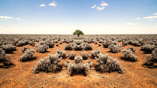 Shrubs on the ground and tree in the middle at World's End in South Australia thumbnail