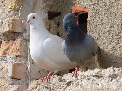 two white and grey pigeons on grey concrete surface thumbnail