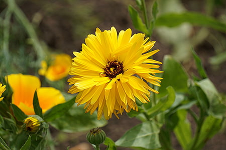 closeup photography of yellow petaled flowers thumbnail