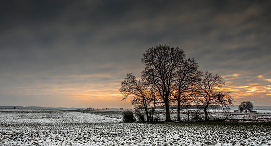 brown bare trees during sunset thumbnail