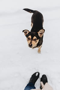 The Strange Dog thumbnail