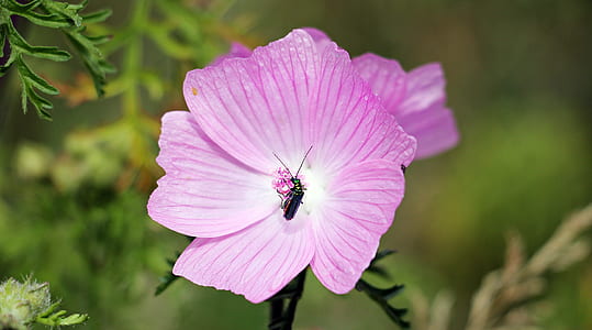 pink flower with green leaves during daytime thumbnail