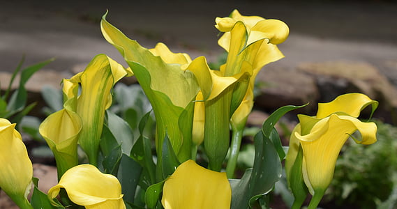 selective focus photo of yellow bell flower thumbnail
