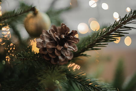 brown pine cone in green pine tree thumbnail