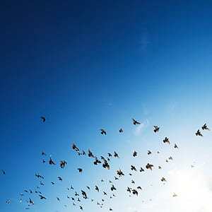 flock of bird flying mid air thumbnail