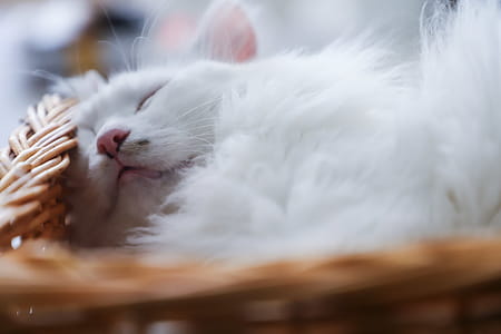 Short-coated White Cat thumbnail