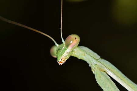 closeup photography of green praying mantis thumbnail