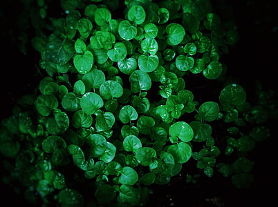 green plants thumbnail