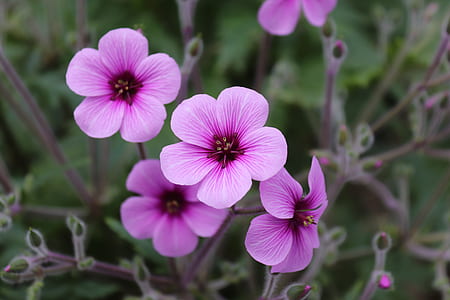 flower, plant, nature, blossom, bloom, garden thumbnail