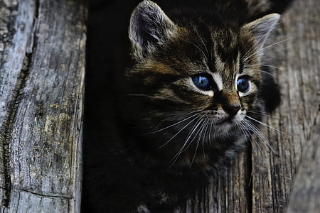 animal, pet, kitten, cat thumbnail