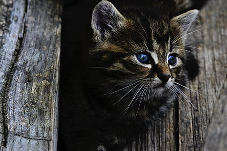 shallow focus of gray kitten thumbnail