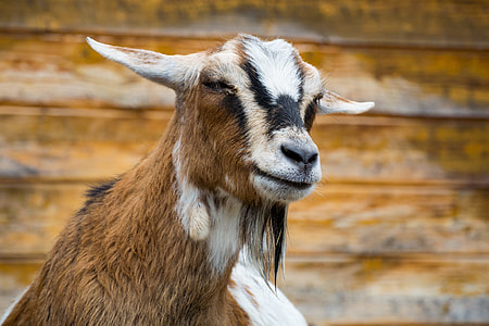 brown goat thumbnail