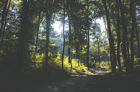 person walking towards the forest thumbnail