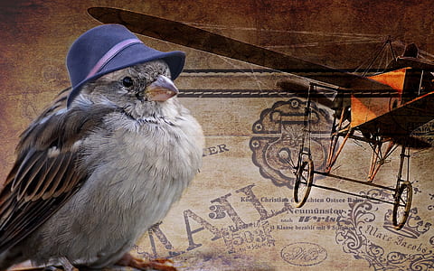 grey bird with blue hat thumbnail