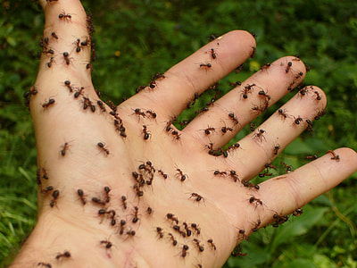 fire ants lot on person's hand thumbnail