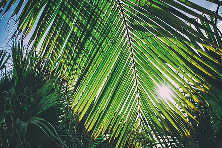 A sunlit palm leaf from a Caribbean beach in Cuba thumbnail