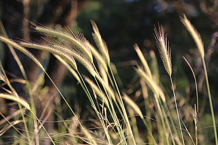 green grass field during daytime thumbnail
