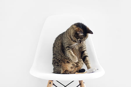silver tabby cat sitting on white plastic chair thumbnail