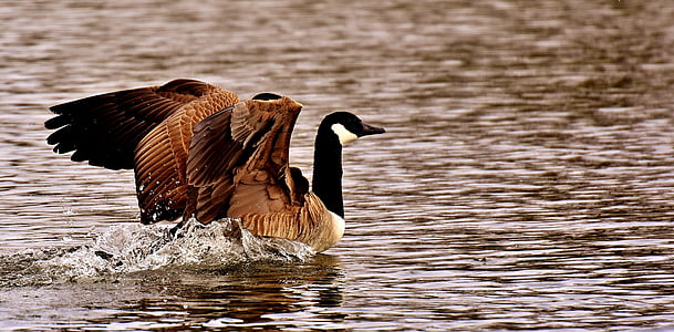 brown and black swan on body of water thumbnail