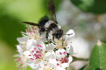 close-up photography of bee perching on white petaled flower thumbnail