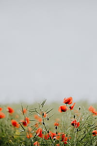 A field of Red Poppies thumbnail