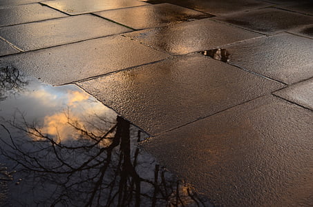 reflection of bare tree in water thumbnail