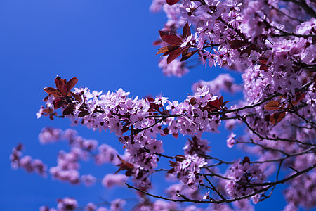 purple petal flower thumbnail