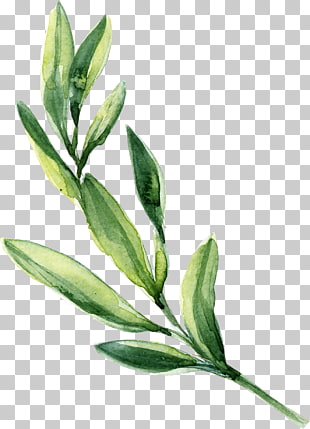 Watercolor painting Leaf, Watercolor leaves Green leaves, green leafed plant illustratin PNG clipart
