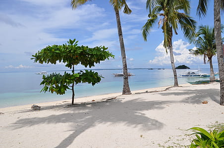 beach with coconut trees thumbnail