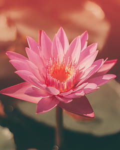 pink flower in shallow focus lnes thumbnail