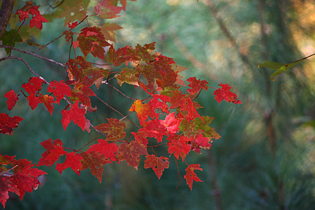 red tree leaves during daytime thumbnail