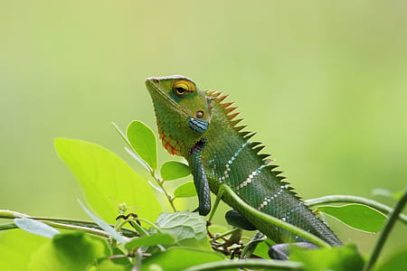 animal, leaves, green, lizard thumbnail