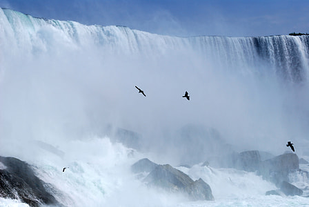 flock of birds beside waterfall thumbnail