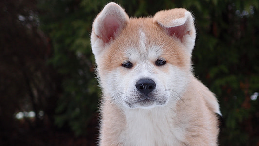 tan Akita puppy on focus photo thumbnail