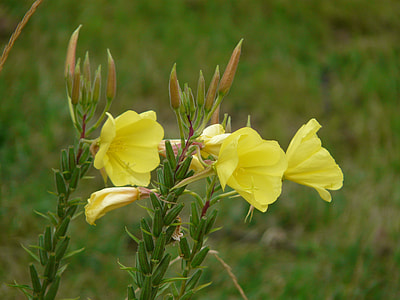 closeup photo of yellow petaled flowers thumbnail