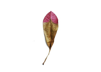 brown and pink dried leaf on white surface thumbnail