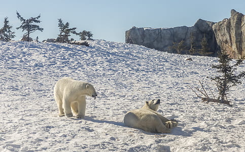 two polar bears thumbnail