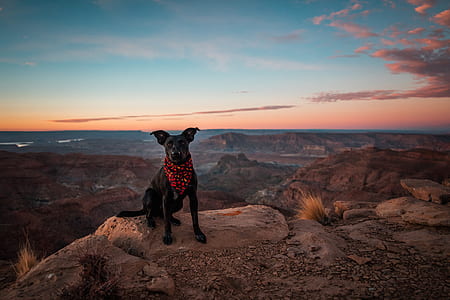 black dog sitting on edge of cliff at daytime thumbnail