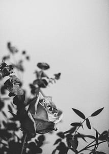 greyscale photo of rose thumbnail