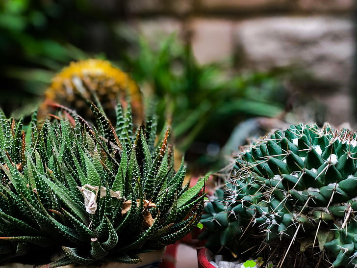 green cactus plant