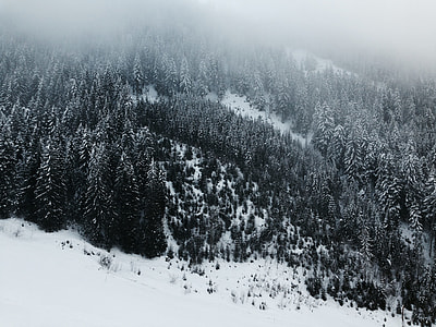 plants covered by snow thumbnail