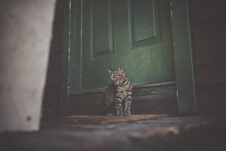 Silver Tabby Cat on Brown Doormat thumbnail