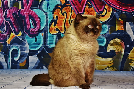 Himalayan cat sitting near graffiti wall thumbnail