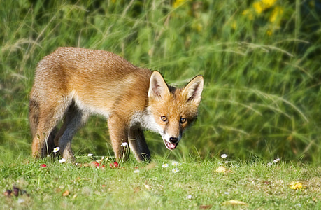 brown fox on grass field thumbnail