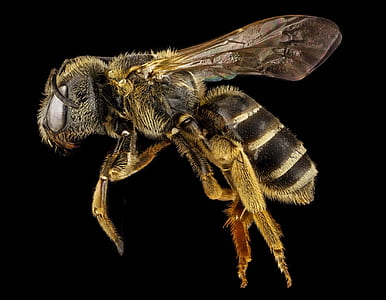 honeybee closeup photography thumbnail